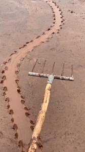 Find traces of turtle.Let’s go and dig it #notangry #puffmusic #chrisjames #turtle #dig #Outdoors | Fit Life Nation