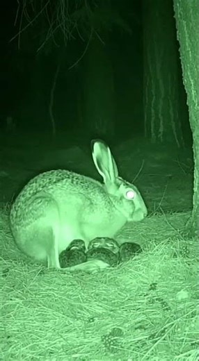 Wild Predator Attacks a Hare Family Intense Nature Short