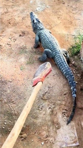 Nature needs help sometimes, even apex predators 🐊 #Crocodile #Conservation #Wildlife
