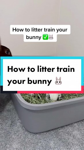 Yes I picked them up with my hand it’s dry hay and the paper towel had water vinegar not pee #howto #bunnycare #bunnycaretips