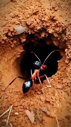 Inside a Leafcutter Ant Colony🔥😱 (Tiny Camera POV)