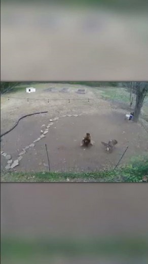 Rooster Defeats a Hawk Attacking the Chickens!