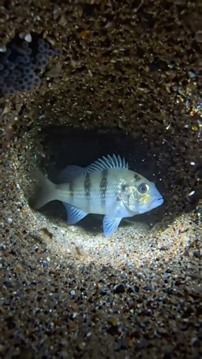 POV Jawfish Burrow Exploration 🐟 | Real Micro Camera Marine Experiment | Underwater Tunnel Life