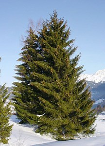 Spruce - Alchetron, The Free Social Encyclopedia