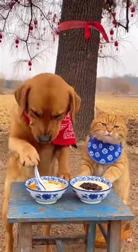 Self Defence (@selfdefence51)’s videos with الصوت الأصلي - Nidal 🎖البرنس