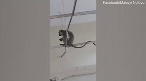 Monkeys climb on windows and rafters of a hospital in South Africa