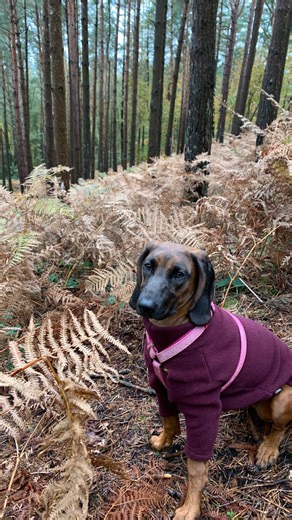 Bavarian Hound Club on Instagram: "The Bavarian Mountain Hound dog originated in Bavaria, southern Germany. A region made up of steep hills, dense woodland and uneven ground. In this landscape, wounded game often travelled far before being found. Tracking work regularly took place hours later, across difficult terrain, and required dogs that could work carefully and steadily for long periods. The conditions in Bavaria shaped the type of tracking dog that was needed. This environment influenced h