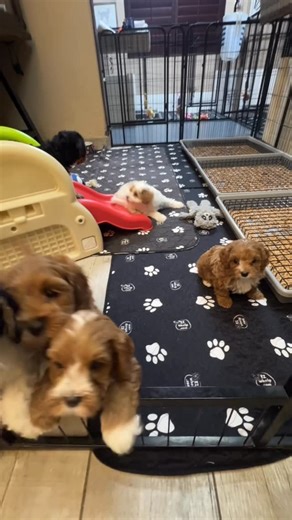 Angela Hall on Instagram: "These Cavapoo’s (Paisley & Aston) and Golden Cavapoo’s (Jerzi and Jeter) are so fun! Their happiness radiates throughout the room. You cannot help smile, watching these cuties play, and wrestle. #cavapoo #goldencavapoo #peoriaaz #cactusdoods #northpeoriamoms"