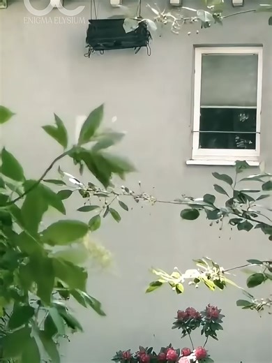 How Swiss buildings quietly make life easier for cats In Switzerland, cat ladders have become a charming part of the urban landscape. These small exterior ramps and stairways allow cats living in upper-floor apartments to safely travel between windows, balconies, and the ground. What started as simple wooden planks has evolved into creative mini-architectures attached to buildings, showing how everyday design can quietly improve the lives of animals. #cats #catlover #catlife #switzerland #animal