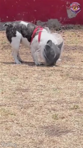 99K views · 99 reactions | OMG, poor dog forgot how to dog | Bright Side | Facebook