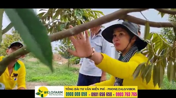 Cách nhận biết và khắc phục sầu riêng bị tuyến trùng rễ tấn công | SIÊU THỊ CÂY GIỐNG WELOFARM