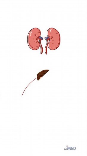 Anemia in Chronic Kidney Disease: What You Need To Know