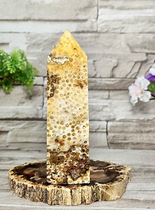 Fossil Coral Jade / 5.5" / Coral Jade / Chakra / Rocks and Minerals / St99 - Etsy