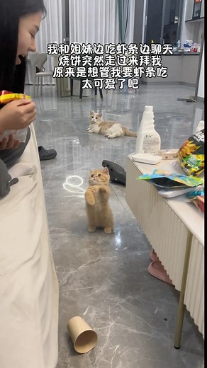 𝙈𝙚𝙤𝙬 𝘾𝙪𝙩𝙚 on Instagram: "Sooooooo cute~ #cat #catlife"