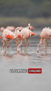 ¡Coloridos flamencos! 🦩✨ ​ A solo tres horas de Copiapó, en el Parque Nacional Nevado Tres Cruces podrás admirar a estas magníficas aves en su hábitat natural. Desde el pequeño James hasta el gran flamenco andino ¡Sin duda querrás verlos en persona! 💖 ​ ¿Cuál es tu favorito? 🤩 ​ 🎬 Créditos: IG @camirutas / @regiondeatacama.cl / @benjavalenzuelawallis / @badith.m / @jpdelaharpe / @volantin_sin_cola / @alvarosotov / @mileennk / TikTok @jpdelaharpe #Flamencos #NaturalezaChilena #ExploraChile #C