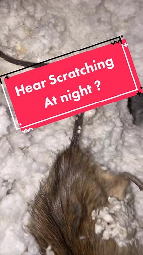 Twin home experts on TikTok