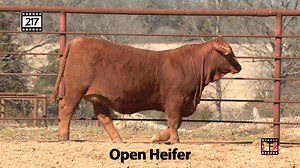 6.5K views · 102 reactions | Heifer videos are now available! We will offer Open, Fall Bred and Spring Bred. Delivery points to several locations! Contact us in advance for more details. https://beefmasterbullsale.com/oklahoma-sale/ | Beefmaster Bull Sale | Facebook