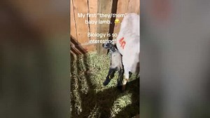 Hermaphrodite Baby Lamb Born On Farm