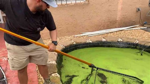 Captured A Pond Monster Hiding In Green Water