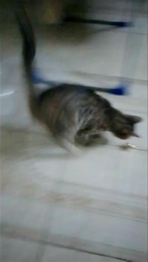 Watch My Cat Go WILD for This Toy! # shorts