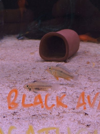 Perth Aquarium Shop on Reels