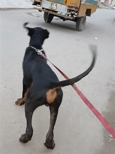 Lucifer The Rott King on TikTok