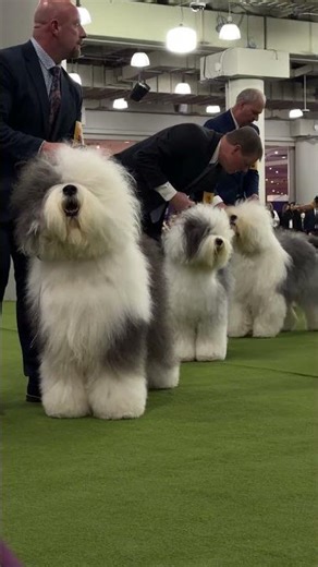 More than just the fluff: The Old English Sheepdog