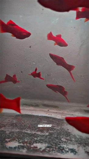 merah menyala ❗bloodred cauliflower #xiphophorus #aquarium #ikanhias