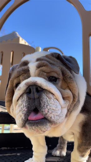 The Unbreakable Bond of True Love: Bulldogs Edition