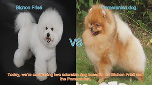 Bichon Frisé vs. Pomeranian: A Comparison of Adorable Dog Breeds