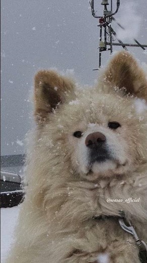 #Wasao #snapshotsong on 11/24 (2016)