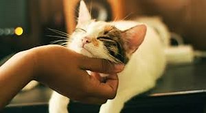 Cat Care Essentials: Everything You Need to Know | 2024