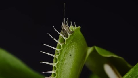 What Happens When the Venus Flytrap Snaps? Prepare to Be Amazed