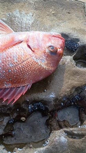 Some of the snappers I've caught this season #fishingtiktoks #fishtok #fishingvictoria #pierfishing #fyp #snapperseason2024