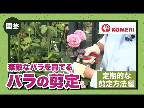 バラの剪定方法【コメリHowtoなび】