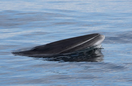 Wildlife Adventure - Sea Life Mull