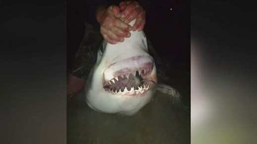 Great white shark caught in Florida