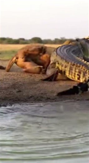 Lionesses RESCUE Male from Crocodile 🔥 #viral