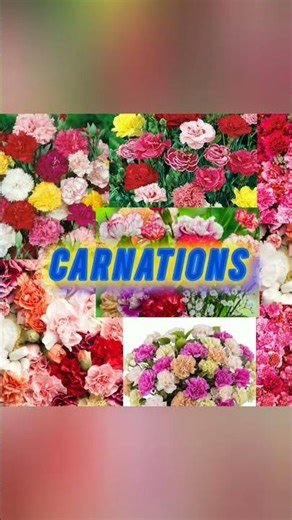 charming things that start with c