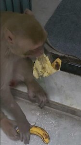 बाहर चलो😂👌 #funny #monkeysr #monkeycomedy 😂👌❤️🤣