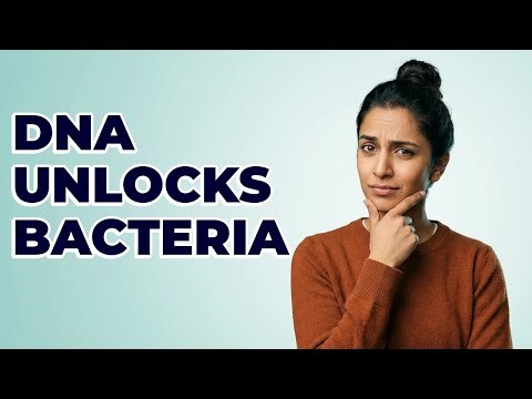 What Is Bacterial Identification By DNA?