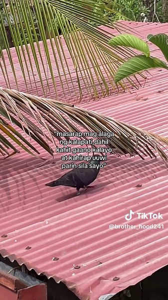 The Joy of Raising Pet Doves: A Guide