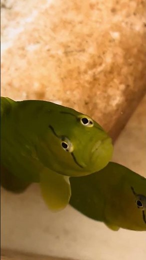 Apodichthys flavidus, Penpoint gunnel