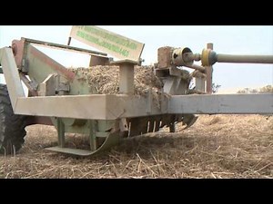 Hanfanbau in Hanfthal