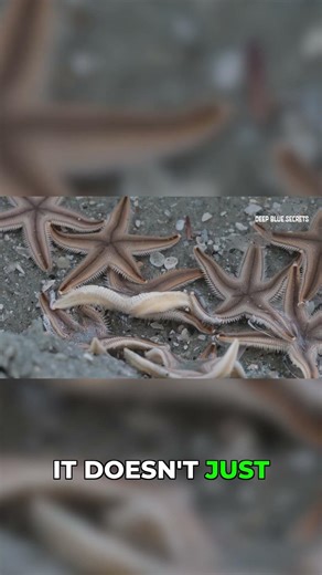 Starfish Regeneration: Immortal Nightmare Multiplies! 😱