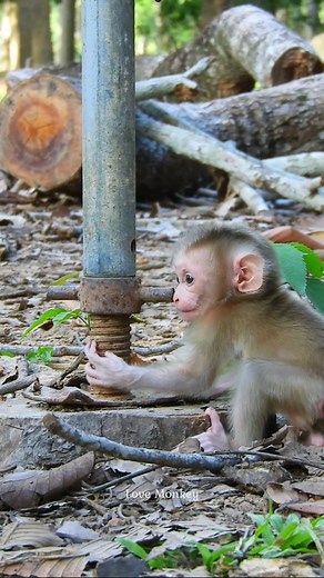 Little cute baby monkey - 01 | Animals Life