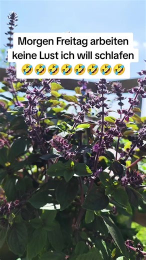 Lustige Telefonstreiche für Freitag