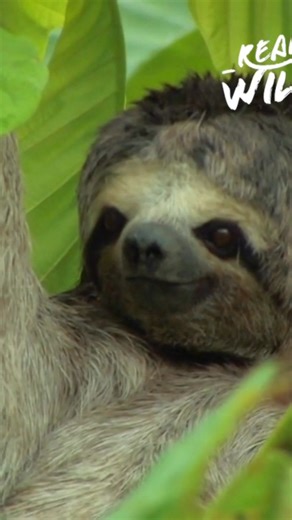 7.2K views · 120 reactions | Discover the fascinating secrets of sloths! Learn how they use algae for camouflage, their specialized toes for climbing, and their incredible ability to sleep upside down. Nature's chillest creatures revealed. #Sloths #AnimalFacts #Wildlife #Camouflage #Nature From: Art Wolfe’s Travels to the Edge Series 01 Episode 07 | Real Wild | Facebook