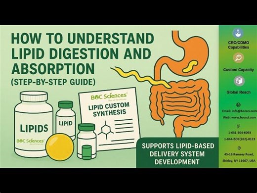 How Lipid Digestion Absorption Works — Step-by-Step Mechanism Explained — BOC Sciences | BOC Sciences