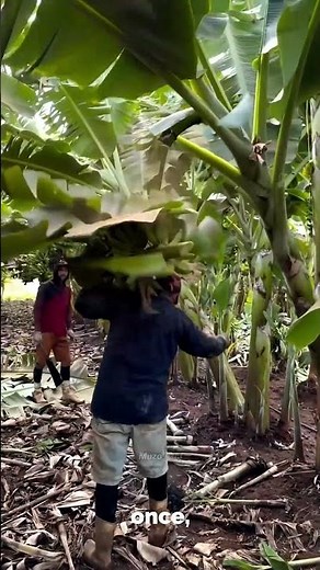The Truth About Banana Trees (You Didn’t Know!) | Reels